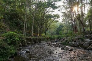 Fluss fließen und Kiefer Wald von Bedengan, Malang, Indonesien foto