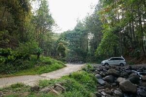 schön Kiefer Wald von Bedengan, Malang, Indonesien foto