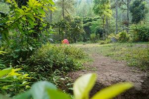 Lager Seite? ˅ im das Wald, Campingplatz beim Bedengan, Osten Java, Indonesien foto