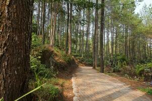 erkunden das Kiefer Wald von Bedengan, Malang, Indonesien foto