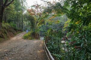 schön Kiefer Wald von Bedengan, Malang, Indonesien foto
