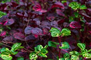 Grün und lila iresin herbstii ist ein Spezies von blühen Pflanze im das Amaranth Familie, Amaranthaceae. foto