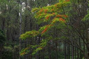 Hintergrund von rot Blumen von Flamboyant Baum, Java, Indonesien foto