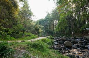 schön Kiefer Wald von Bedengan, Malang, Indonesien foto