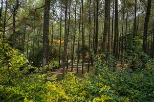 Garten und Kiefer Wald von Bedengan, Malang, Indonesien foto