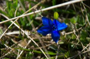 Gentiana, See clausis Ceillac inqeyras im hoch Alpen im Frankreich foto