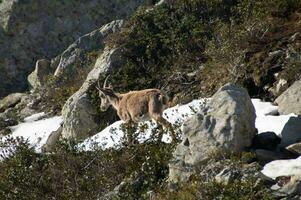 Steinböcke, Cheserys, Argentière, Chamonix, Haute Savoyen, Frankreich foto