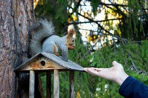 ein rot Eichhörnchen sitzt auf ein Feeder und isst Kiefer Nüsse. ein Mann Einspeisungen ihr von seine Hände. Herbst im das Stadt Park foto