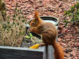 braun Eichhörnchen im das Garten foto