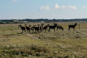 ein Gruppe von wild Hirsch im blavand Dänemark foto