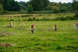 ein Gruppe von wild Hirsch im blavand Dänemark foto