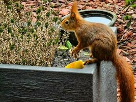braun Eichhörnchen im das Garten foto