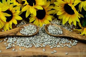 Sonnenblume Helianthus annuus Saat auf Olive Holz foto