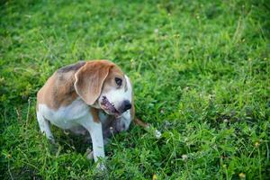 ein süß dreifarbig Beagle Hund Kratzen Körper auf Grün Gras draussen. foto