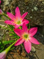 die rosa regenlilie ist eine pflanzenart der gattung zephyranthes oder regenlilie, die in peru und kolumbien beheimatet ist. foto