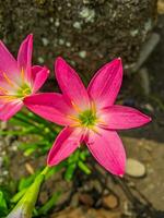 die rosa regenlilie ist eine pflanzenart der gattung zephyranthes oder regenlilie, die in peru und kolumbien beheimatet ist. foto