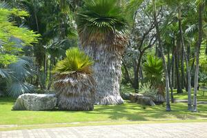 Palme Bäume und Grün Bäume Schönheit Natur im Garten Bangkok Thailand foto