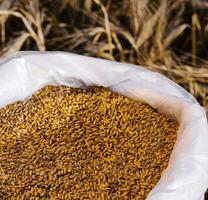 Weizen Saat im ein Tasche, Landwirtschaft foto