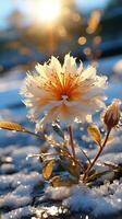 Ruhm auf das Schnee Blume auf Winter Abend Sonne ai generiert foto