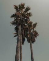 hoch majestätisch Palme Bäume auf Grün Hügel foto