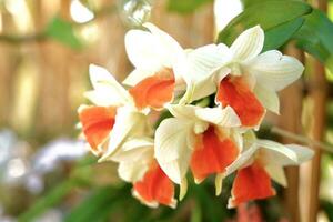 Weiß Orange Dendrobium Thyrsiflorum. foto