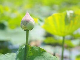 Natur Lotus im das Sumpf. foto