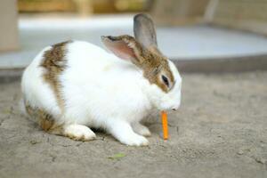 ein Hase isst ein Karotte. foto