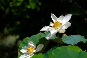 Weiß Lotus und Natur im das Sumpf. foto