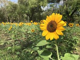 schön Sonnenblumen auf sonnig Tag. mit Natur Hintergrund im Wald Park. foto