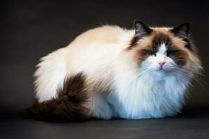 schön jung gesund Ragdoll Katze auf ein schwarz Hintergrund. foto