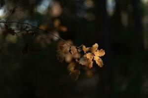 Blätter von wild Wald Pflanzen Das Veränderung Farbe wie ein Zeichen von eintreten Herbst. foto