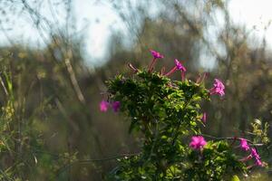 wild Pflanzen mit schön lila Blumen im das Wald, im das Morgen. foto