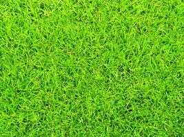 Hintergrund von Grün Gras Textur Muster foto