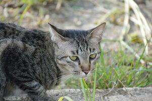 süß Katze im ein Garten foto