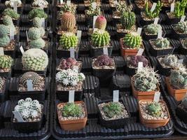 Kaktuspflanzen zu verkaufen