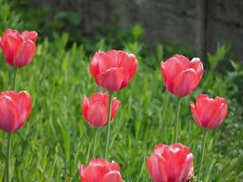 rote Tulpen im Park foto