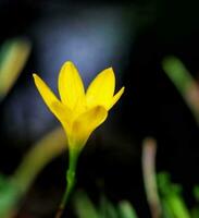 schön Blühen Blume foto