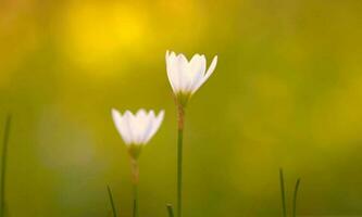 schön Blühen Blume foto