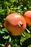 Granatapfel Obst auf ein Baum foto