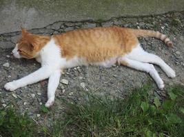 orange und weiße getigerte Katze foto