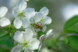 Biene sammelt Pollen und Nektar Weiß Blumen Kirsche Baum. Blumen Kirsche Baum blühte. Honig und medizinisch Pflanzen Ukraine. blühen Obst Bäume. foto