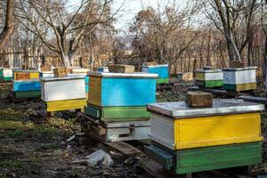 Bienen auf Bienenhaus im November. Bienen Überwinterung im Nesselsucht im frisch Luft. schneefrei Winter auf Bienenhaus. fliegen durch Bienen auf sonnig warm Winter Tag im Europa foto