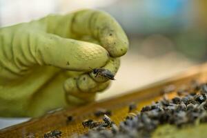 Imker wählt aus Biene Drohnen zum das Auswahl von Sperma. künstlich Besamung von Königin Bienen. Biene Produkte. selektiv Fokus. verschwommen. foto