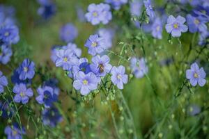 Honig Biene sammeln Nektar von Blau groß Blumen von Garten Linum Perenne, mehrjährig Flachs, Blau Flachs oder Fussel gegen Sonne. dekorativ Flachs im Dekor von Garten Parzelle. natürlich Hintergrund foto