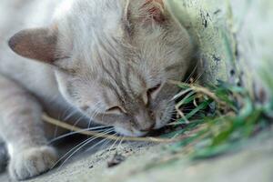 Weiß Katze isst Gras auf das gehen foto