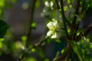 Weiß mit Rosa Blumen von das Kirsche Blüten auf ein Frühling Tag im das Park foto