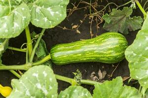 Kürbis pepo unter das Gebüsch im das Garten umgeben durch Blätter. Grün nicht reif Kürbis im Garten im das Dorf. ökologisch Landwirtschaft. rein Produkt spross auf das Seite? ˅. foto