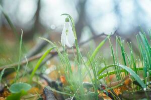 Galanthus, Schneeglöckchen drei Blumen gegen das Hintergrund von Bäume. foto