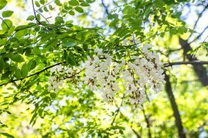Akazie Weiß Blumen und Blätter. ein blühen Pflanze im das Frühling benutzt wie ein Medizin. schön blühen Baum im ein organisch Garten foto