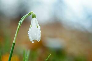 Galanthus, Schneeglöckchen drei Blumen gegen das Hintergrund von Bäume. foto